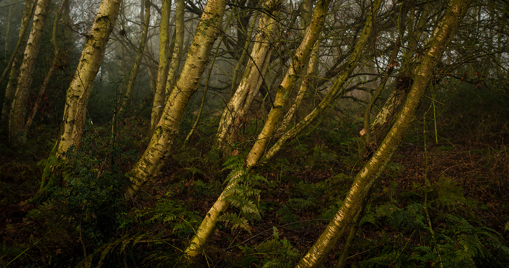Ormesby Little Broad - Gallery 5