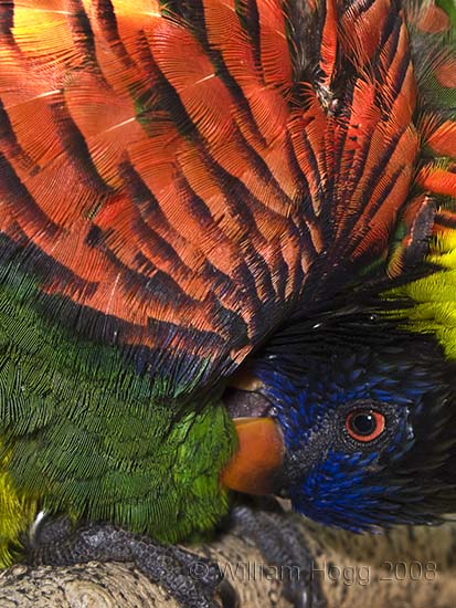 Lorikeet 01A - Birds