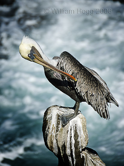 Pelican 01 - Birds