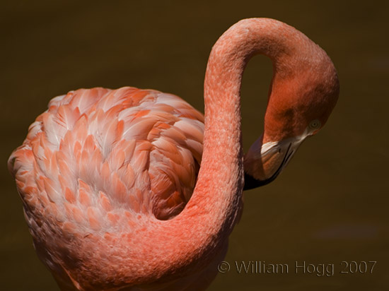 Flamingo 01 - Birds