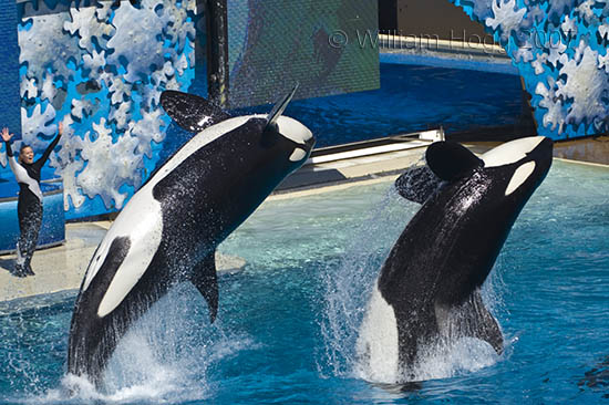 Sea World 02 - San Diego