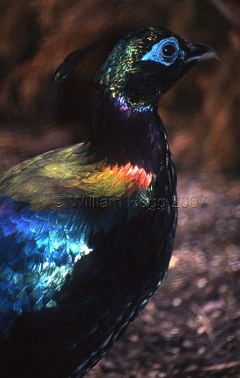 Himalayan Monal 02 - Birds