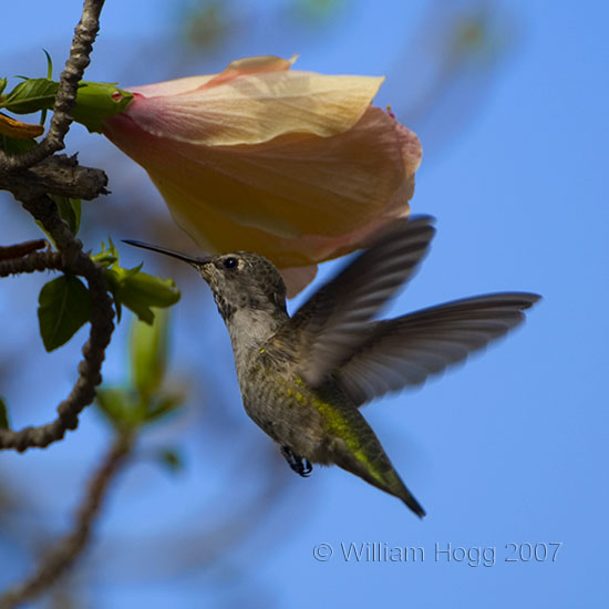 Hummingbird 01 - Birds