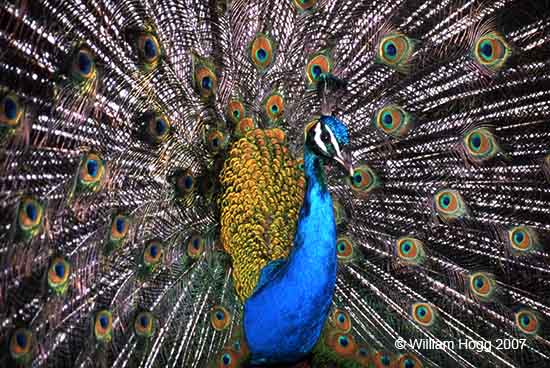 Colour Peacock 01 - Birds