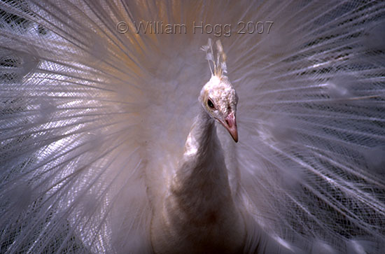 White Peacock 01 - Birds