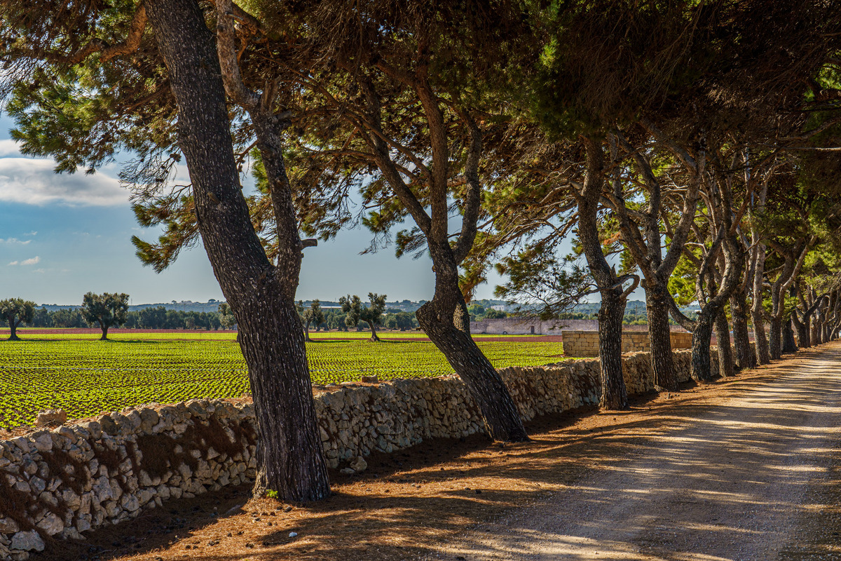 Puglia-297 - Puglia: Landscape with Trulli
