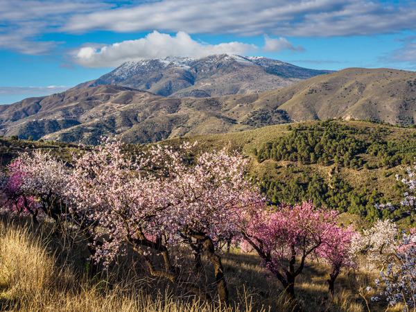 Andalucia 3 -1 - Andalucia: Almond Blossom