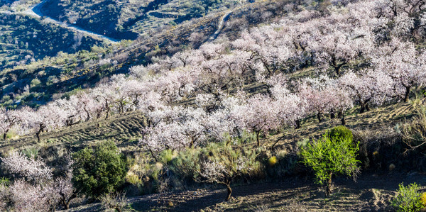 Andalucia 3 -18 - Andalucia: Almond Blossom