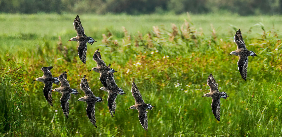 Welney 6Sep24-179-Edit - Birds and Other Creatures