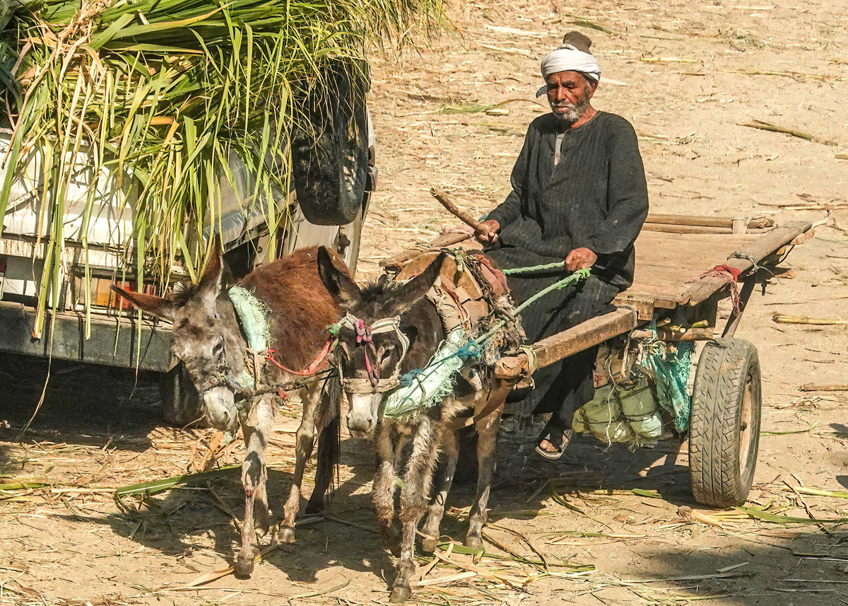 Card1 -101-Edit - Egypt: Street and River