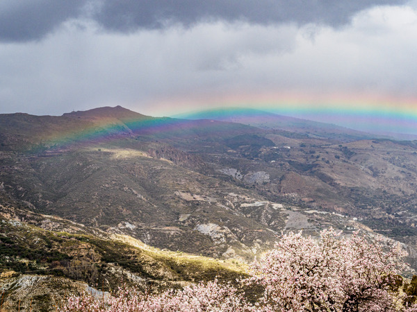 Andalucia 3 -86 - Andalucia: Almond Blossom