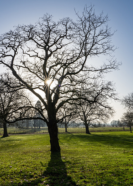 Wimpole Sony7iii Dec18-3 - Wimpole Hall