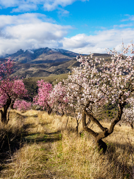 Andalucia 3 -33 - Andalucia: Almond Blossom