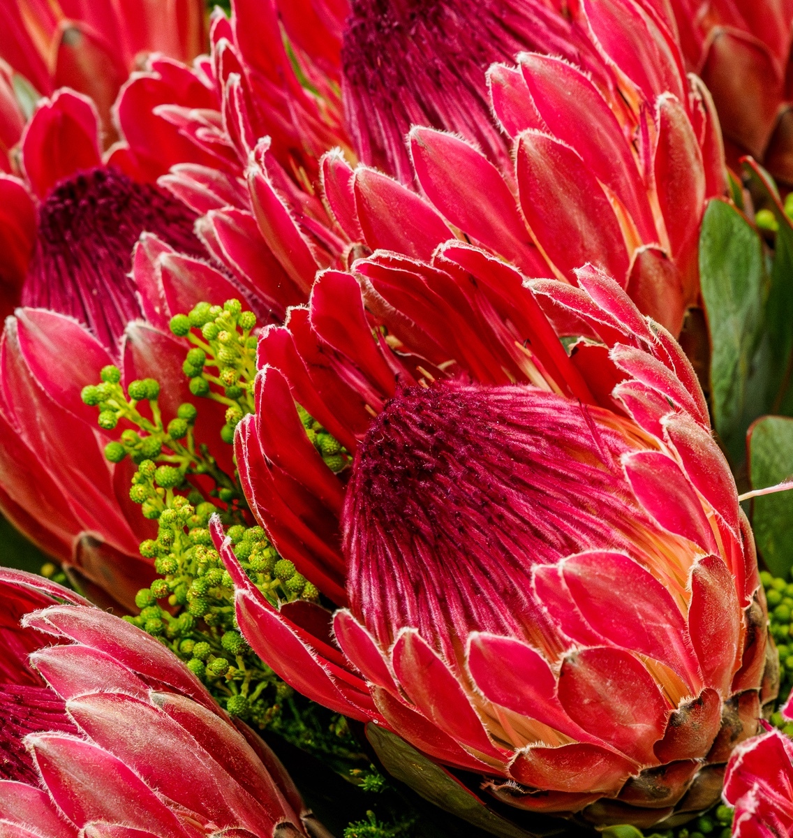 Mainly Floral 2024-5 - (Mainly) Floral 2024