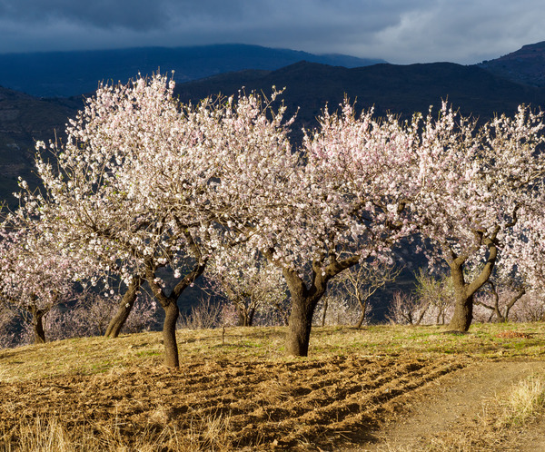Andalucia 3 -168 - Andalucia: Almond Blossom