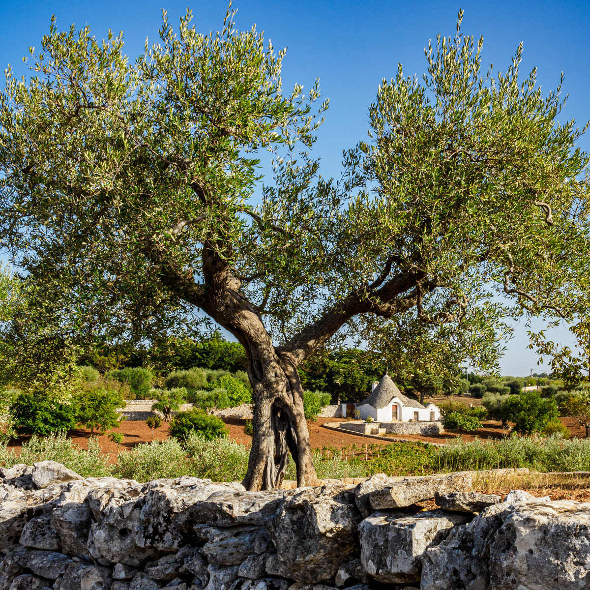 Puglia-571 - Puglia: Landscape with Trulli
