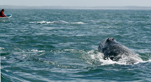  - Whales +1