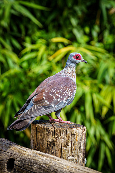 DSC05009 - Birds