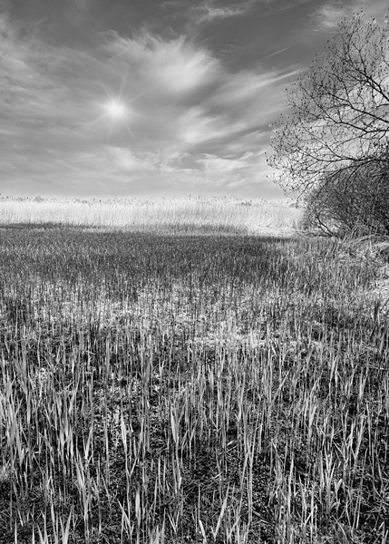 Titchwell RX100vii-39-Edit - (Mainly) Black and White