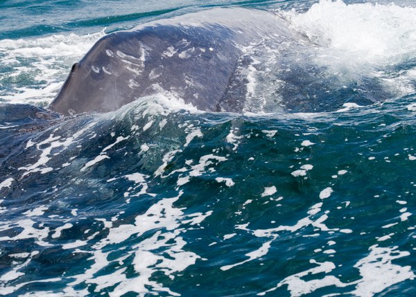  - Whales +1