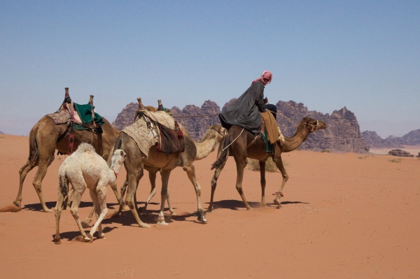 Wadi Rum 50 - Jordan - Wadi Rum