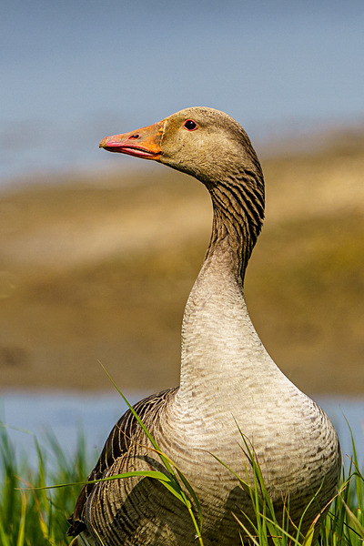 RSPB Minsmere 6May22-169 - Birds