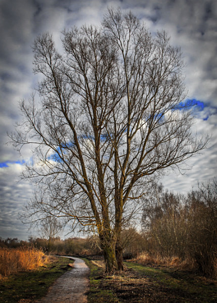  - Wicken Fen