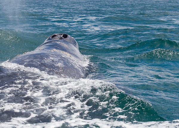  - Whales +1