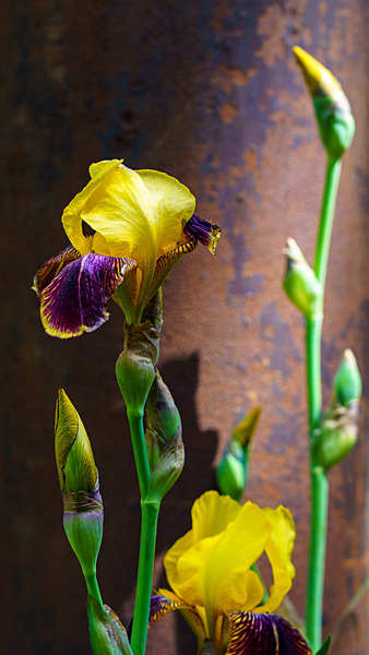 Floral - Floral 1