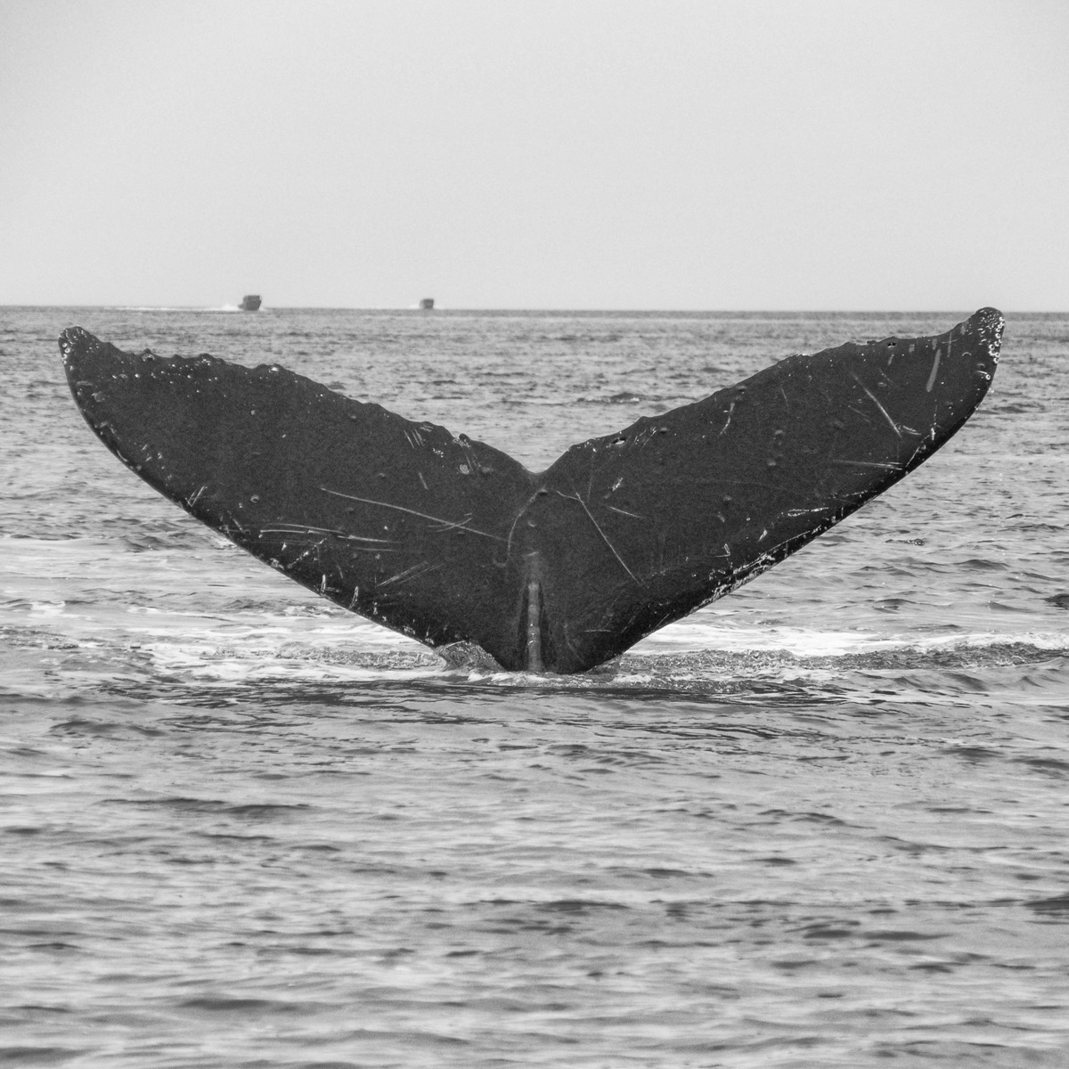 Juneau and Humpbacked Whales-162 - Alaska 2