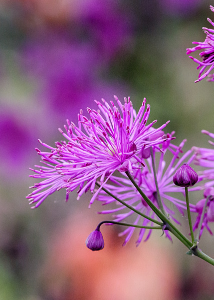 Floral-5 - Floral 1