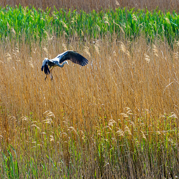 RSPB Minsmere 6May22-65 - Birds