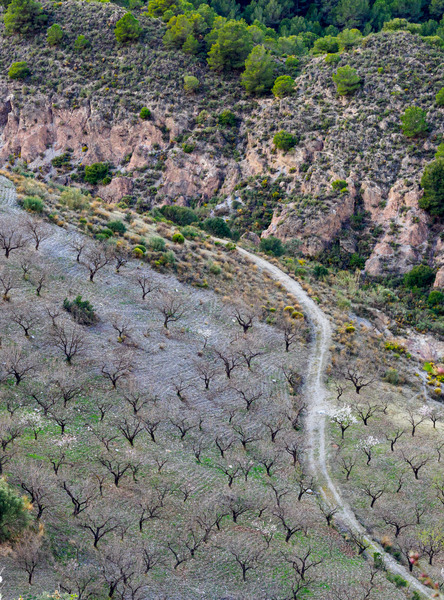 Andalucia 3 -65 - Andalucia: Almond Blossom