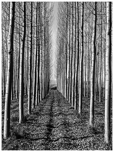 Tree Plantation-2 - Andalucia: Tree Plantation