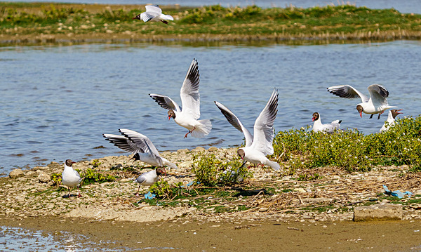 RSPB Minsmere 6May22-32 - Birds