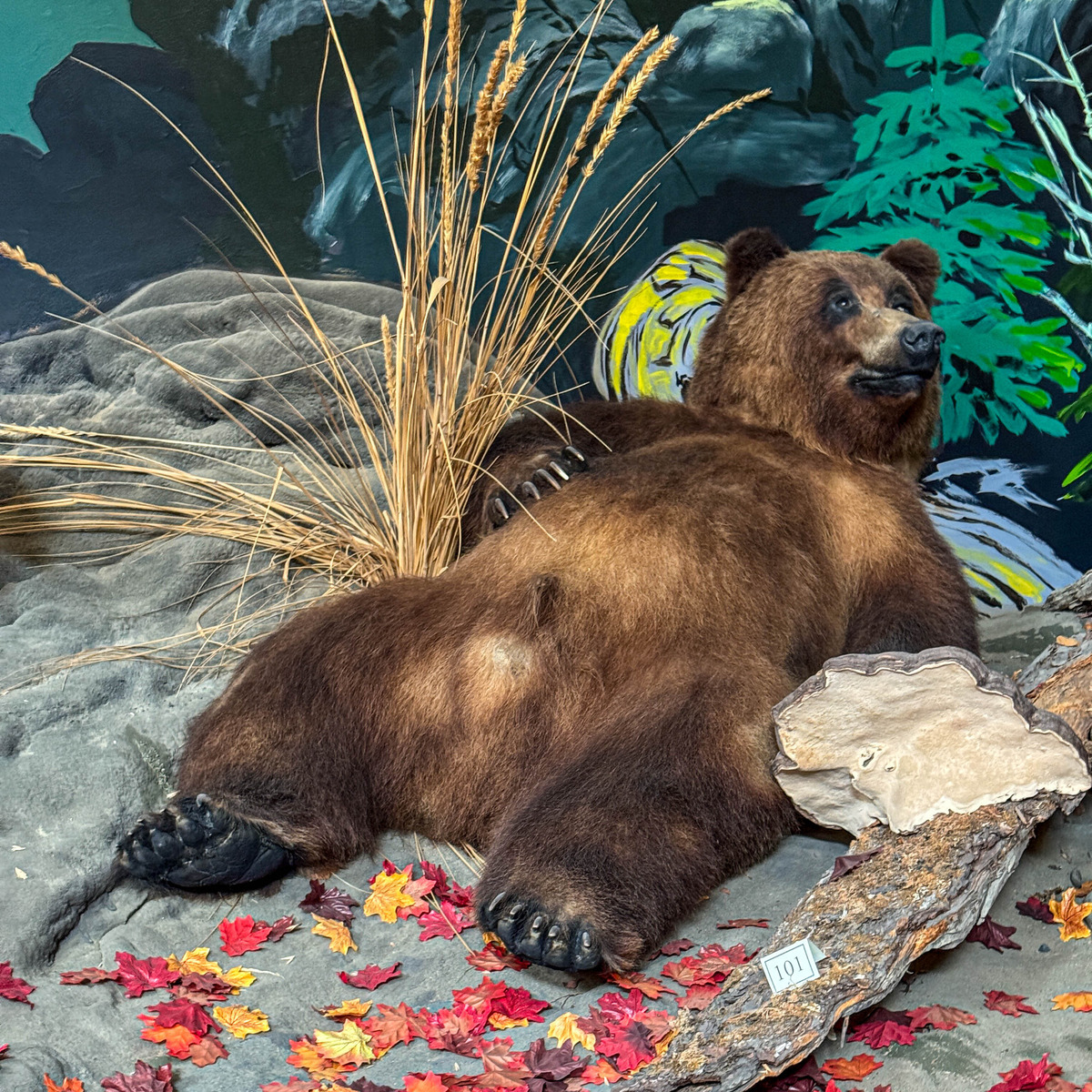 Haines-56 - Alaska 1