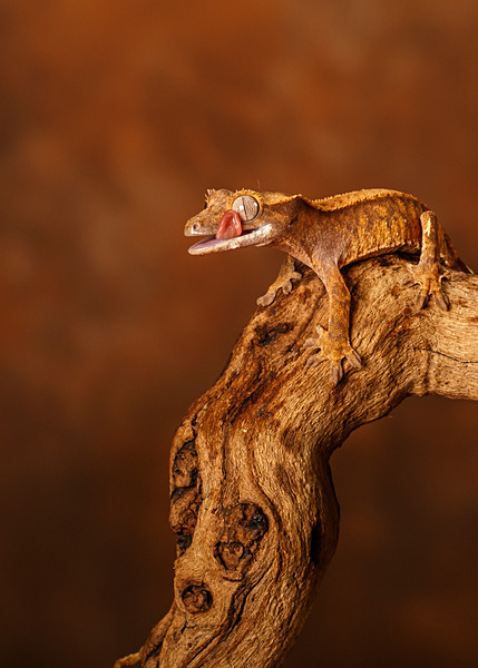 Small Creatures-3 - Small Creatures