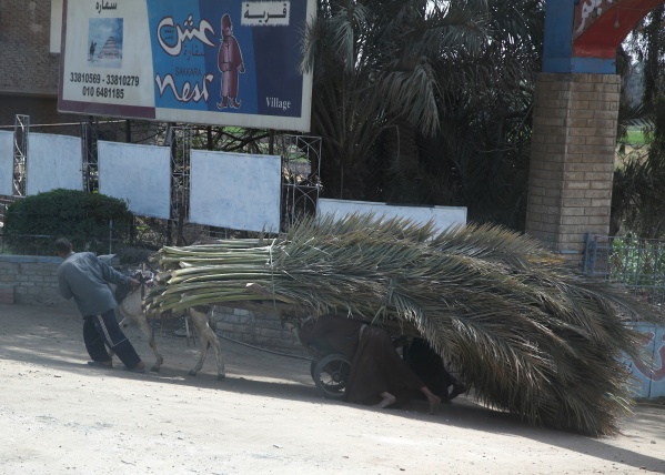 Egypt Street and River 1 1jpg - Egypt - Street and River
