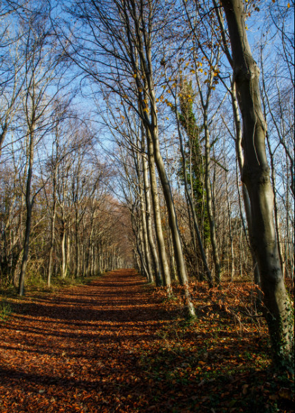  - Wandlebury in Winter