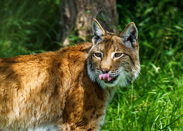 Big Cats-8 - Big Cats