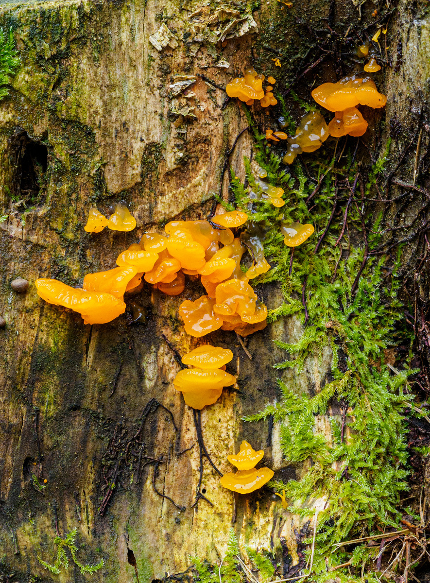 Slovenia Card3-146 - Slovenia Fungi