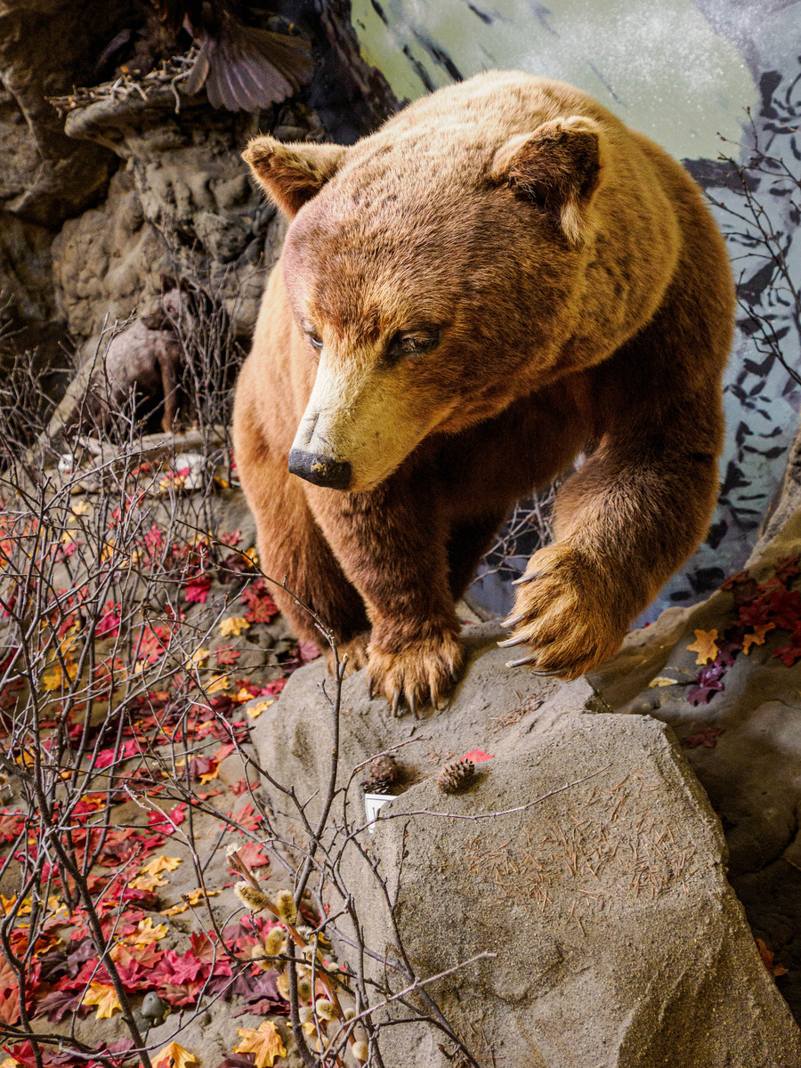 Haines-25 - Alaska 1