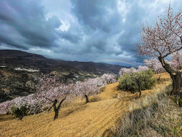 Andulacia iPhone - 102-Edit-2 - Andalucia: Almond Blossom