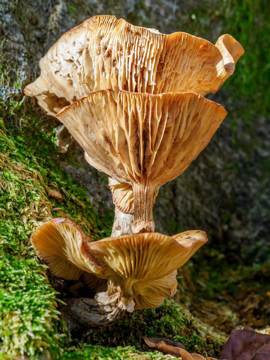 Slovenia Card2 -180 - Slovenia Fungi