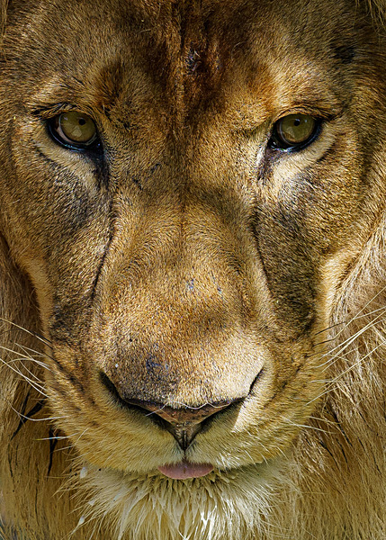 Big Cats-2 - Big Cats