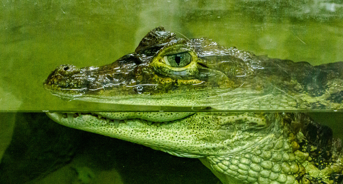 Crocodiles and Monitors-12 - Birds and Other Creatures