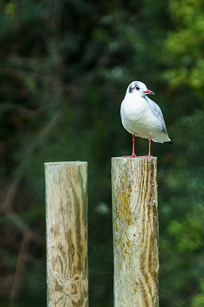 DSC04977 - Birds