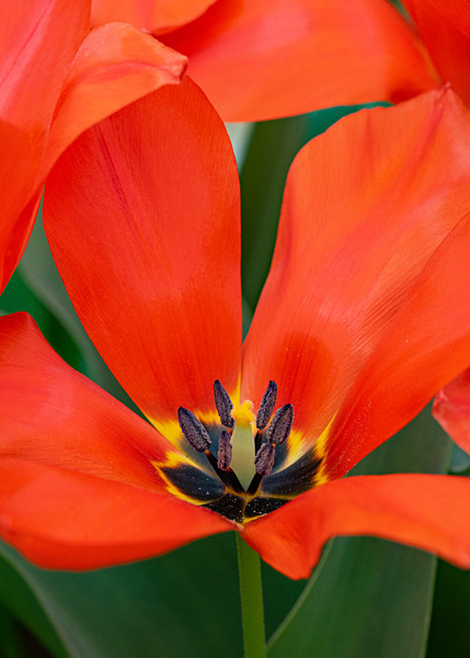 Floral2-3 - Floral 2 (with a few experiments)