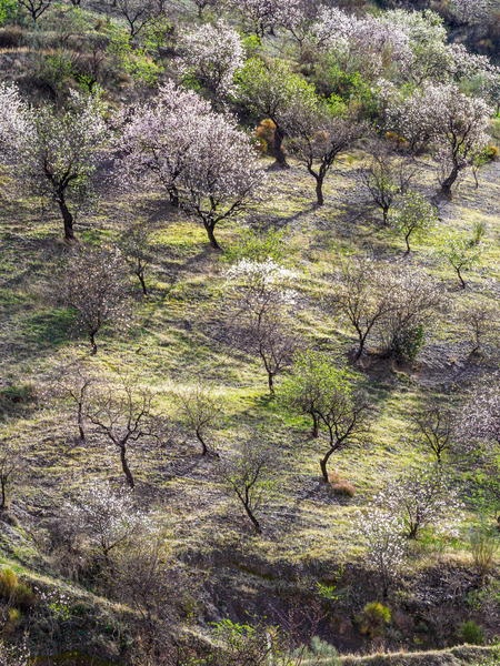 Andalucia 3 -69 - Andalucia: Almond Blossom