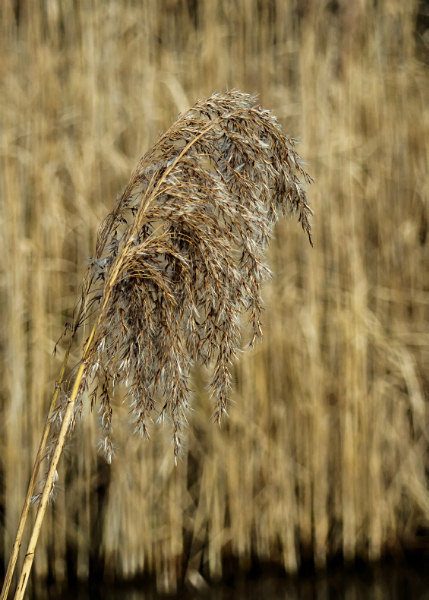  - Wicken Fen